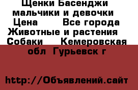 Щенки Басенджи ,мальчики и девочки › Цена ­ 1 - Все города Животные и растения » Собаки   . Кемеровская обл.,Гурьевск г.